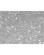 Mouse Lymphatic Fibroblasts (MLF) – Phase Contrast, 100x
