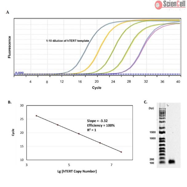 hTERT 引物对的质量评估 (A) 使用梯度稀释的 hTERT 模板进行 qPCR 扩增所获得的扩增曲线。(B) 通过标准曲线推导 hTERT 引物对的 qPCR 扩增效率。(C) 通过凝胶电泳分离 hTERT qPCR 产物。