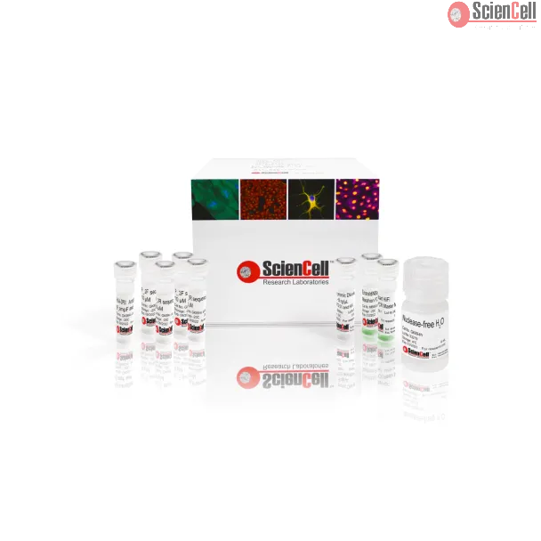 GeneQuery™ HLA-DPB1 PCR+Sanger 基于序列分型（SBT）试剂盒
