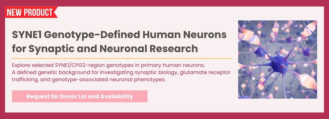 New: SYNE1 Genotype-Defined Human Neurons for Synaptic Research
