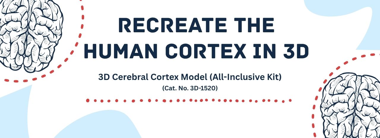 3D Cerebral Cortex Model