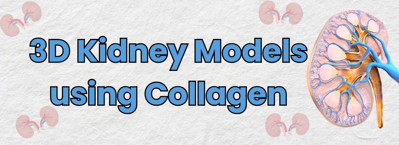 3D Kidney Models