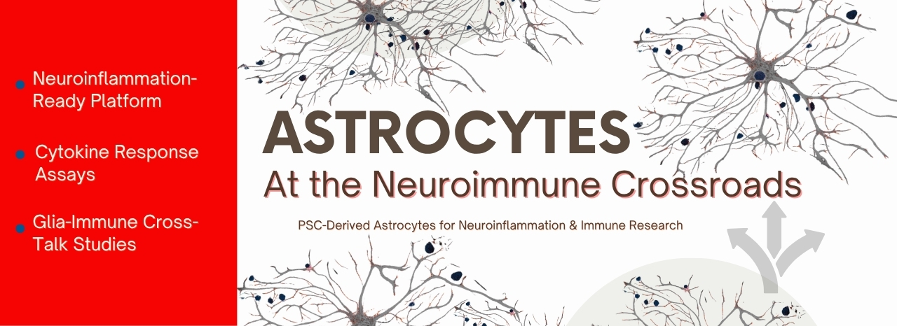 Astrocytes