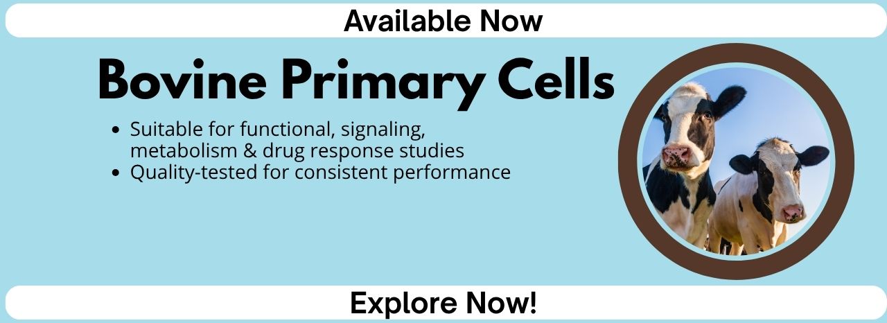 Bovine Primary Cells