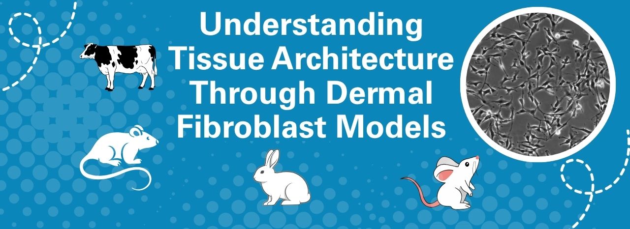 Dermal Fibroblast Models