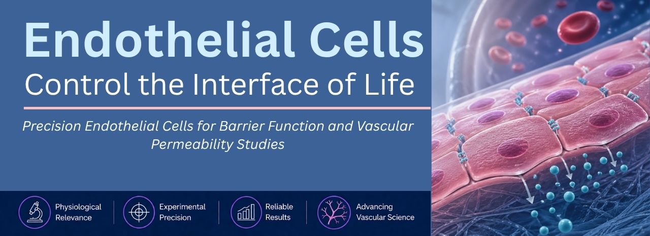 Endothelial Cells