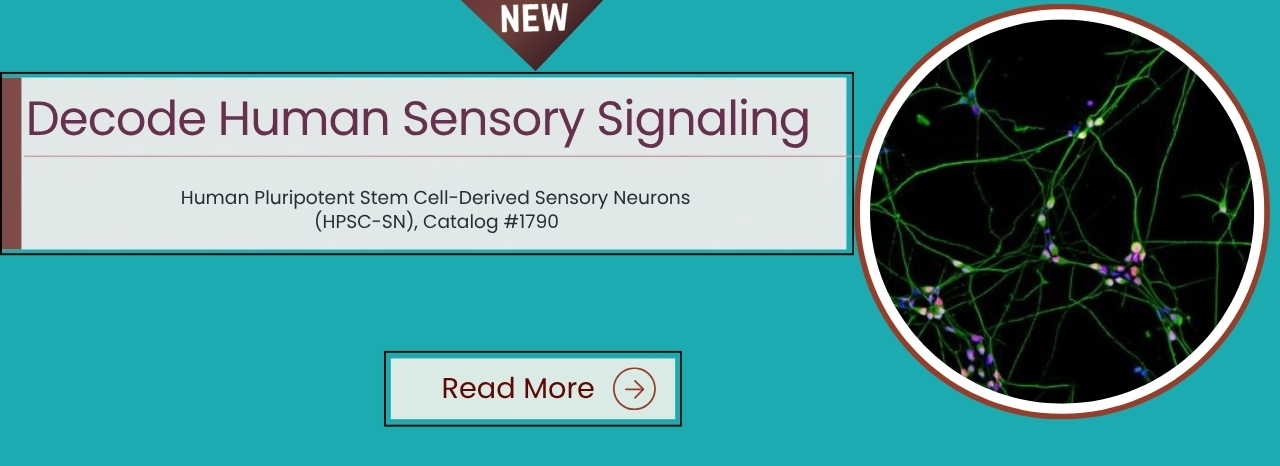 Human Pluripotent Stem Cell-Derived Sensory Neurons