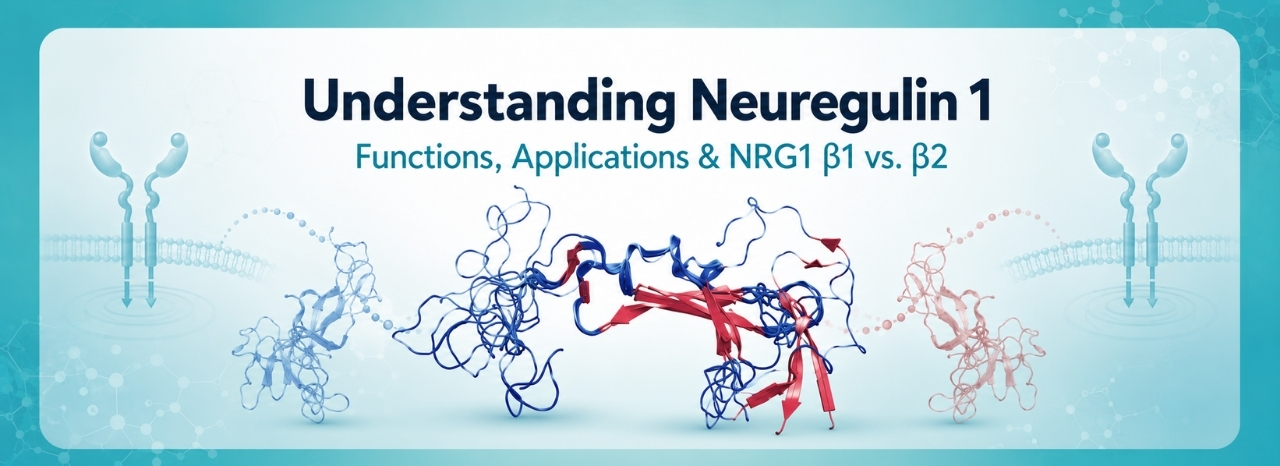 Neuregulin1