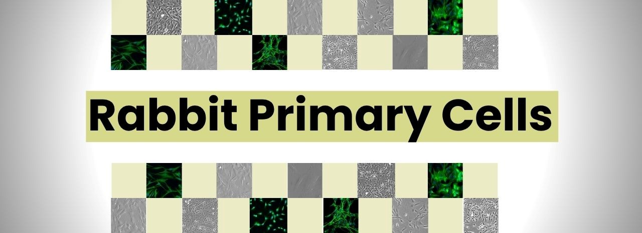 Rabbit Primary Cells