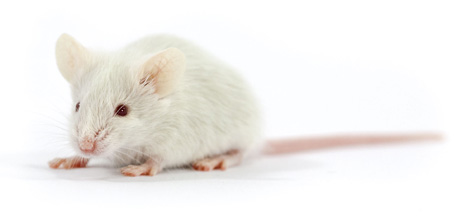 CD-1 Mice Versus C57BL/6 Mice
