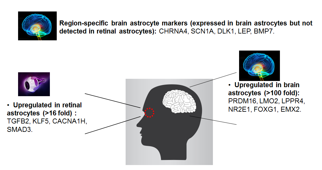 Pilot Study: Results Acquired within 2 hours with GeneQuery™ Astrocyte Cell Biology Kit