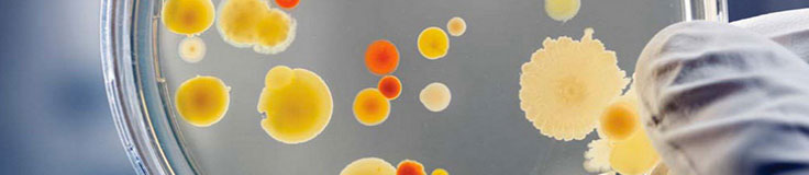 The Potential of Bone Marrow Mononuclear Cells & stem cells