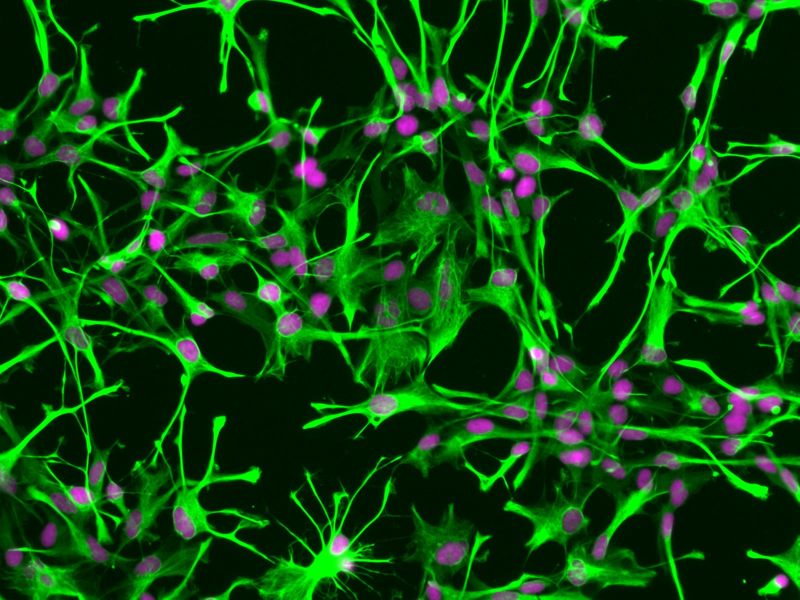 Not All Primary Cells are Created Equal.