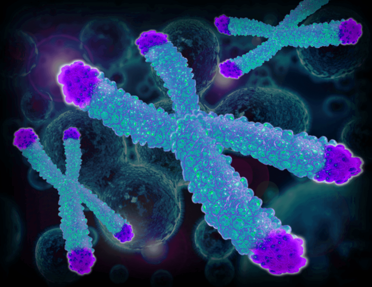 Telomeres aging and Telomere Length Quantification by qPCR