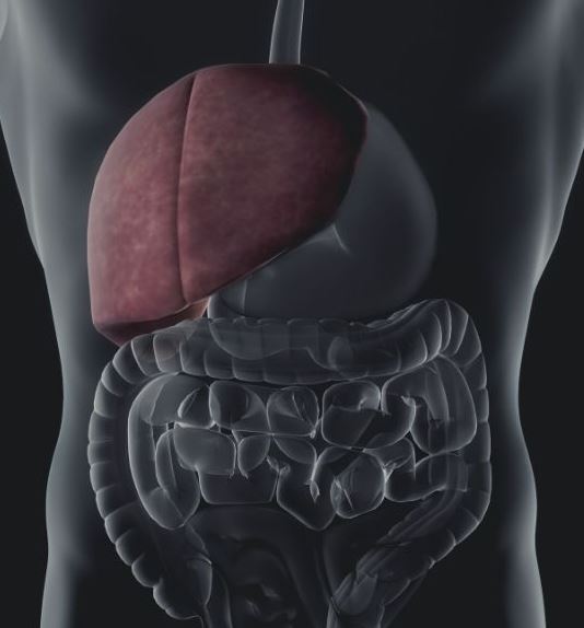 Hepatic Stellate Cells: A Delicate Balance