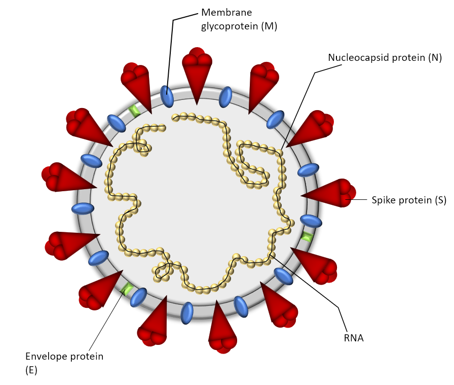 ScienCell Acts to Help Aid Research for Coronavirus SARS-CoV-2
