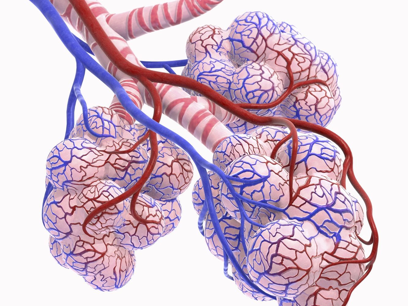 Alveolar Epithelial Cells