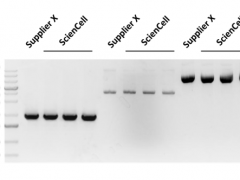 ScienCell’s Nucleic Acids Isolation Kits: the perfect combination of quality and value