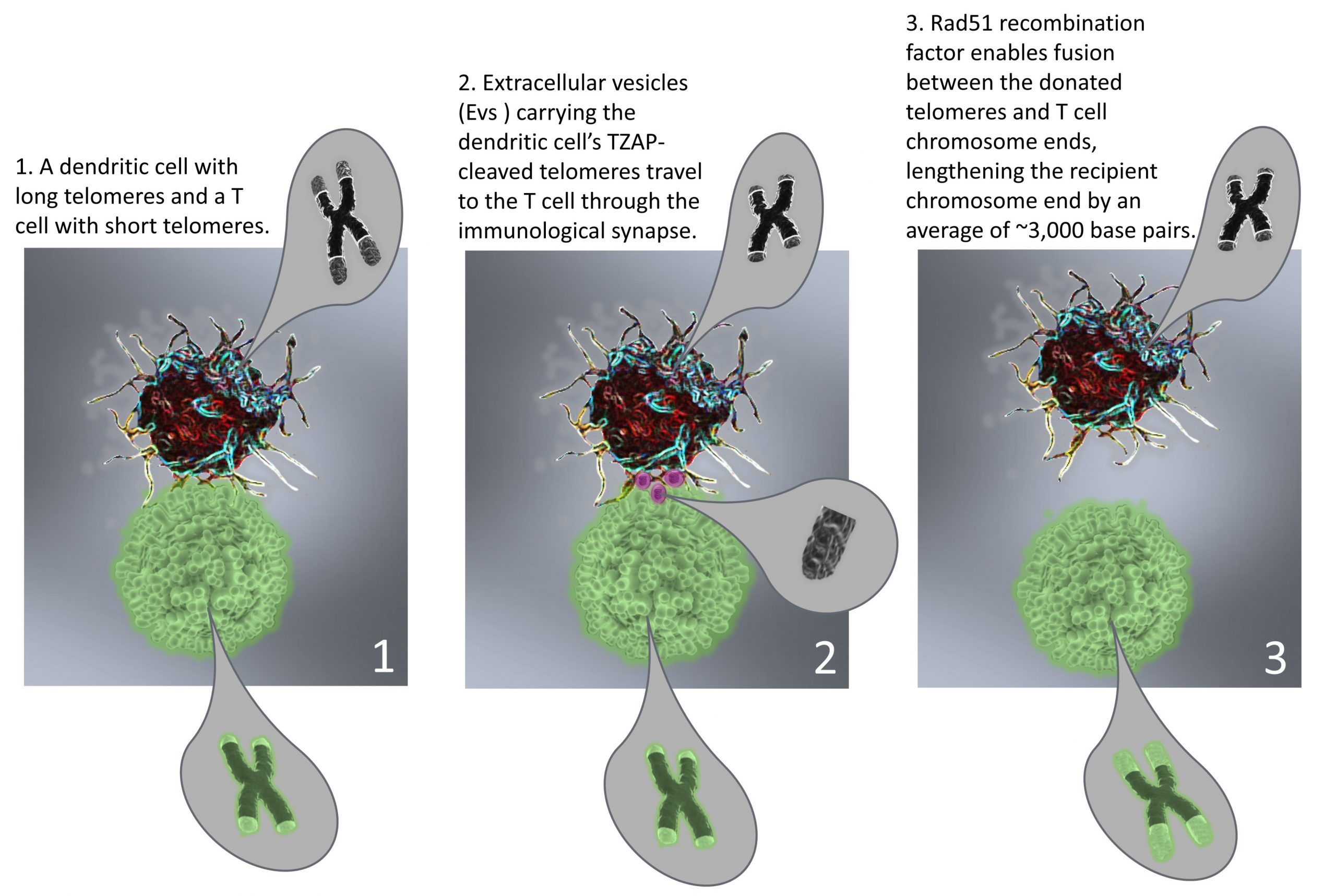 A Groundbreaking Discovery in T Cell Telomere Aging
