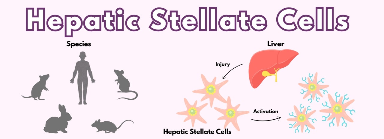 Hepatic Stellate Cells