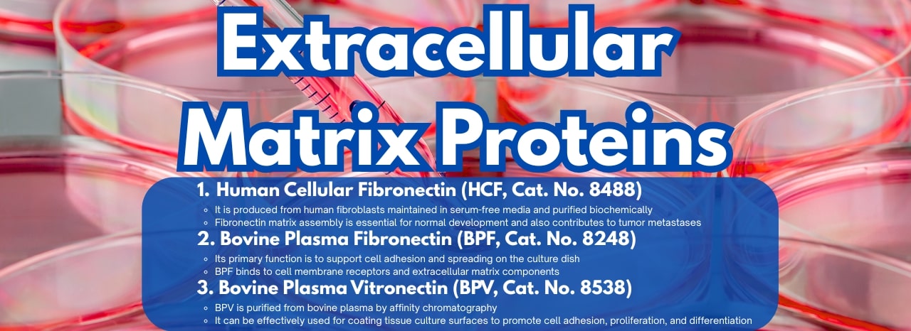 Extracellular Matrix Proteins