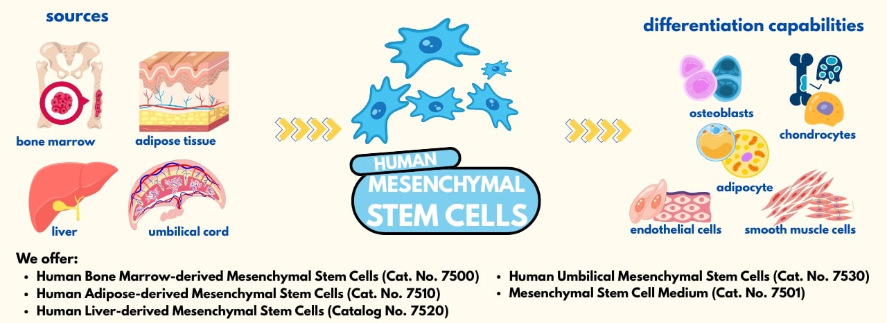 Human Mesenchymal Stem Cells