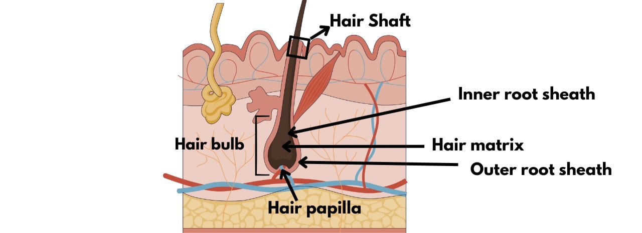 Primary Human Cells for Hair Growth Research