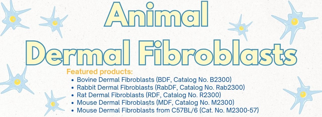 Animal Dermal Fibroblasts