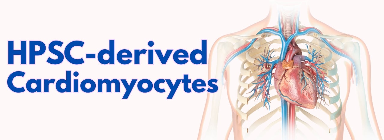 hPSC-derived Cardiomyocytes