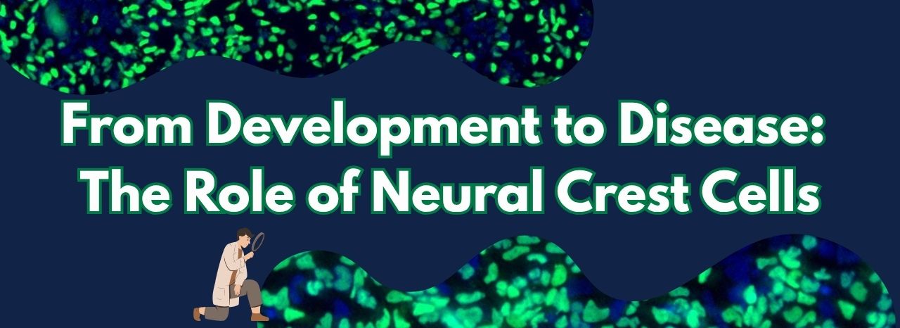 The Role of Neural Crest Cells