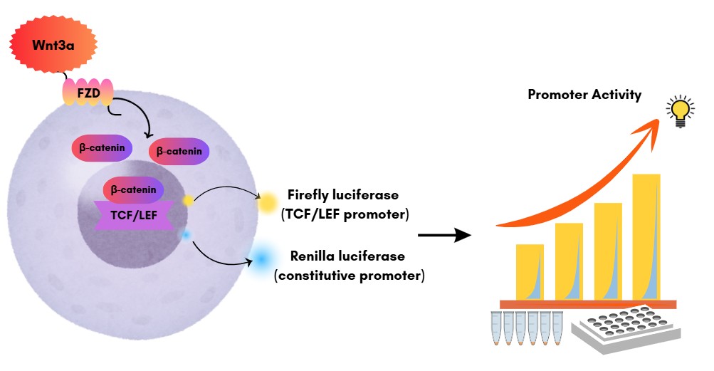 Dual Reporter Vector