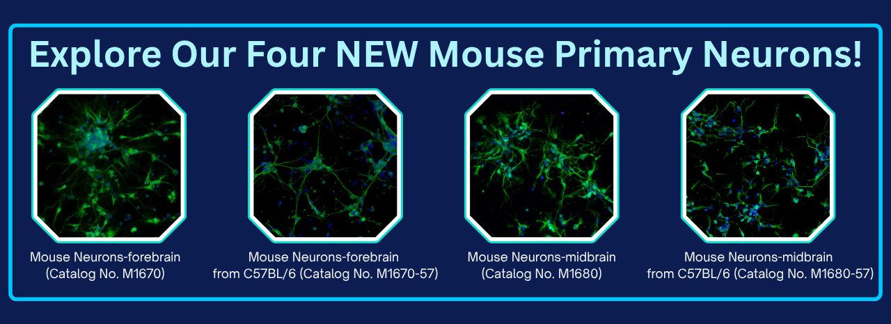 Mouse Primary Neurons