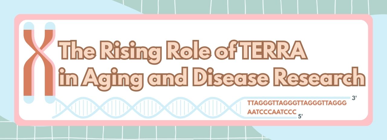 The Rising Role of TERRA in Telomere Research