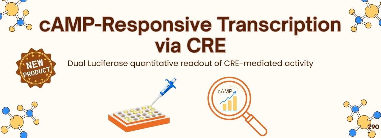 cAMP-Responsive Transcription via CRE