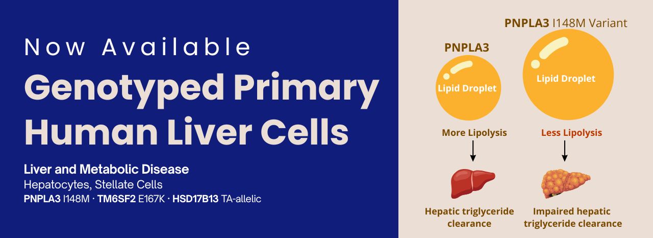 Now Available: Genotyped Primary Human Liver Cells