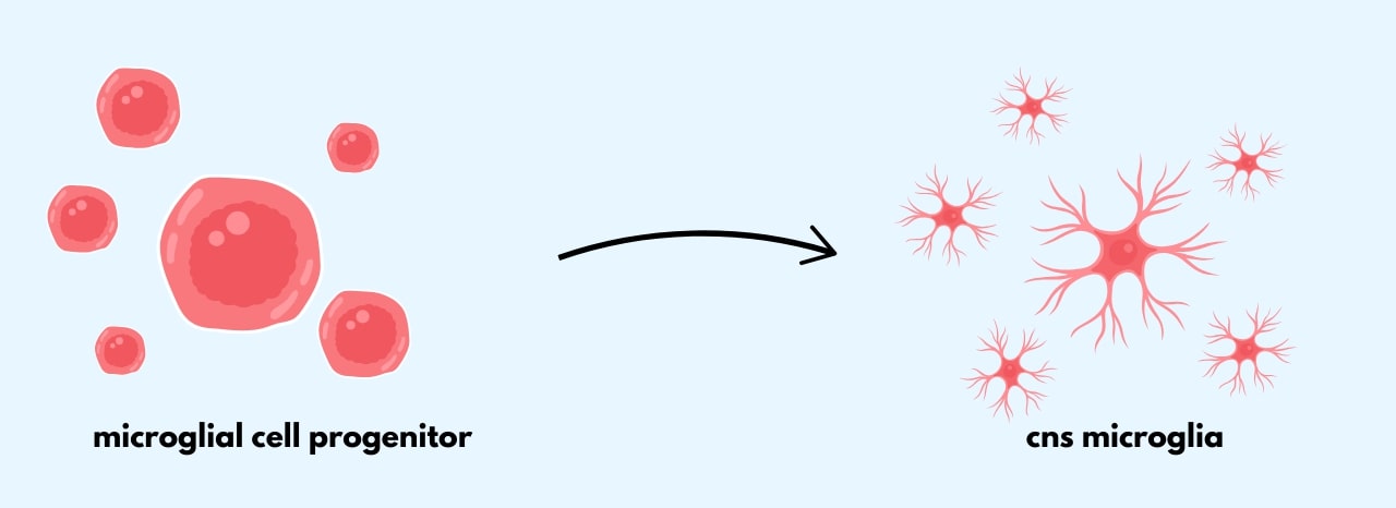 GeneQuery™ Human Microglial Polarization Markers Kit
