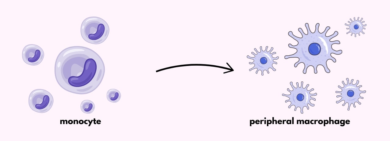GeneQuery™ Human Macrophage Polarization Markers Kit