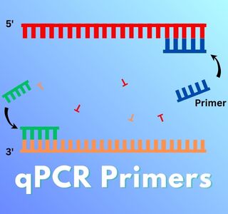 qPCR Primers for Individual Genes
