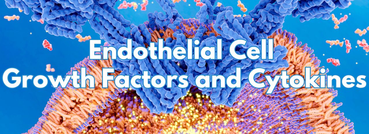 Endothelial Cell Growth Factors and Cytokines Endothelial Cell Growth Factors and Cytokines