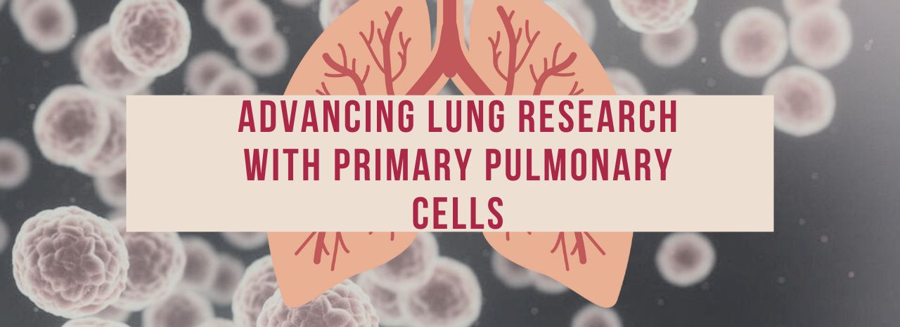 Advancing Lung Research with Primary Pulmonary Cells
