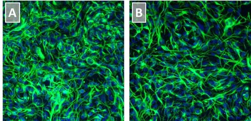Figure 2. Neural Stem Cells Cultured in Neural Stem Cell Expansion Medium Show Minimal Spontaneous Neuronal Differentiation