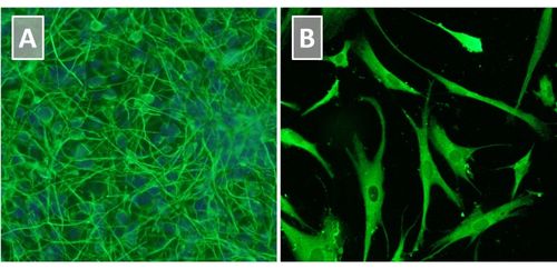 Figure 3. Neural Stem Cells Maintained in Neural Stem Cell Expansion Medium can Differentiate into Neurons and Astrocytes