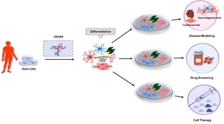 Stem Cells Diagram Stem Cells Diagram