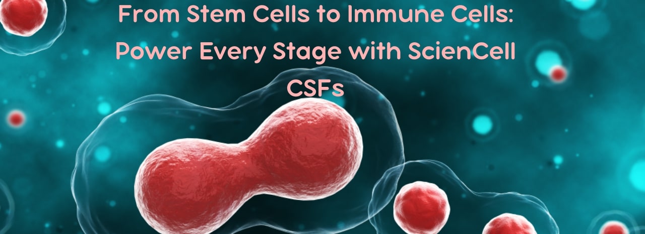 Sciencell CSFs