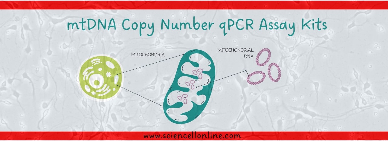 mtDNA Copy Number qPCR Assay Kits